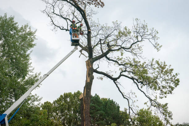 Tree and Shrub Care in Frazier Park, CA